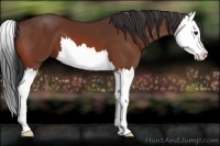 Horse Color:Bay Splash 