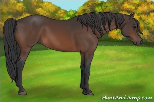 Horse Color:Brown 