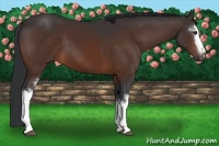 Horse Color:White Spotted Brown 