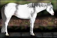 Horse Color:White Spotted Liver Chestnut Sabino Splash