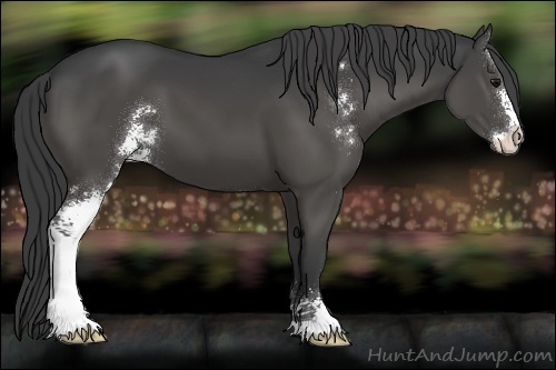 Horse Color:Black Sabino 