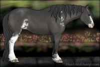 Horse Color:Black Sabino 