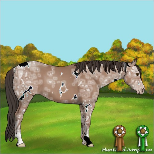 Horse Color:White Spotted Classic Champagne Ice 