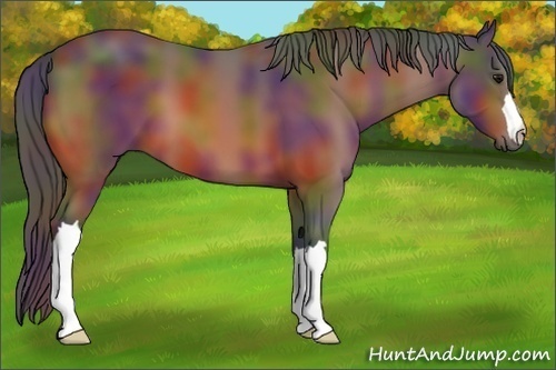 Horse Color:Nacre Bay 