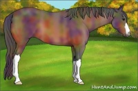 Horse Color:Nacre Bay 