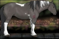 Horse Color:Black Tobiano 