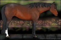Horse Color:Brown 