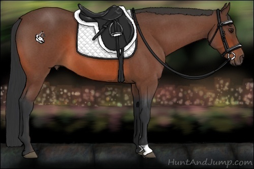 Horse Color:Bay Roan 