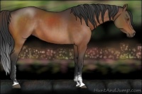 Horse Color:Brown Sabino
