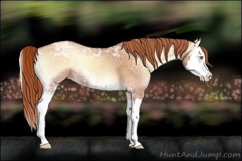 Horse Color:Gold Champagne Ice Onyx Splash