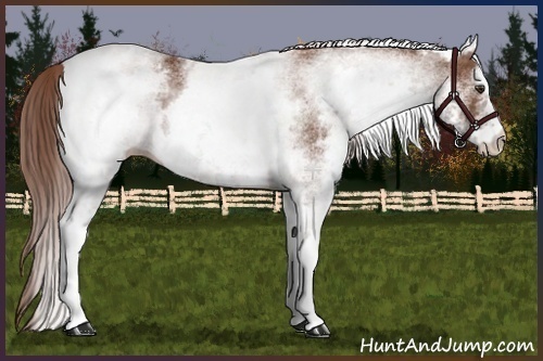 Horse Color:White Spotted Chestnut 