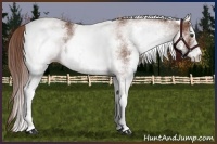 Horse Color:White Spotted Chestnut 