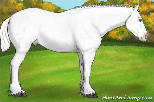 Horse Color:Silver Buckskin Splash Appaloosa 