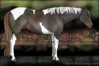 Horse Color:Liver Chestnut Tobiano