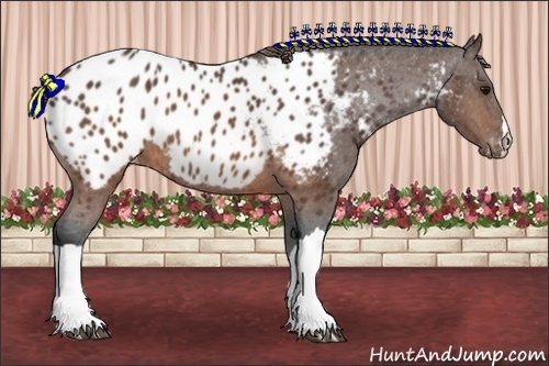 Horse Color:Brown Appaloosa