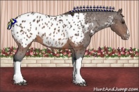 Horse Color:Brown Appaloosa