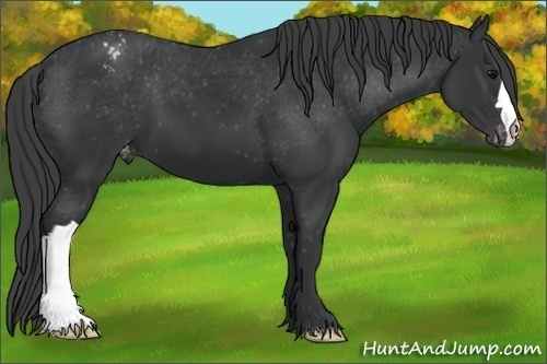 Horse Color:Black Appaloosa 