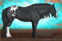 Horse Color:Black Appaloosa 