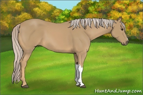 Horse Color:Palomino