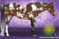Horse Color:White Spotted Bay 
