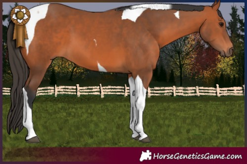 Horse Color:Bay Tobiano 
