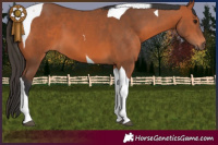 Horse Color:Bay Tobiano 