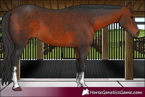 Horse Color:Bay Sabino 