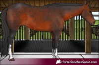 Horse Color:Bay Sabino 