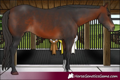 Horse Color:Bay Sabino 