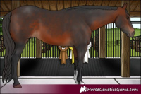 Horse Color:Bay Sabino 