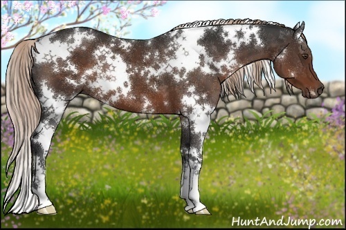 Horse Color:White Spotted Liver Chestnut 