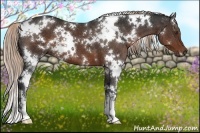 Horse Color:White Spotted Liver Chestnut 
