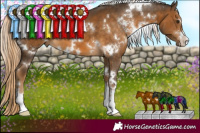 Horse Color:White Spotted Chocolate Palomino 