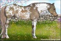 Horse Color:White Spotted Chocolate Palomino