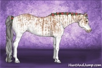 Horse Color:White Spotted Buckskin Splash  and White Spotted Buckskin Splash Frame 