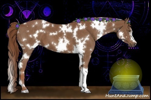 Horse Color:White Spotted Chestnut 
