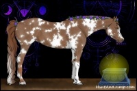 Horse Color:White Spotted Chestnut 