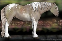 Horse Color:Silver Grullo Tobiano Rabicano 