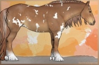 Horse Color:White Spotted Chestnut 