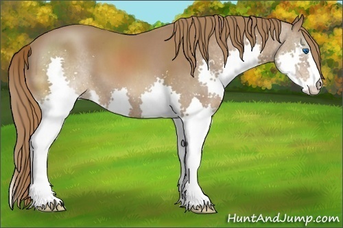 Horse Color:Chestnut Splash 