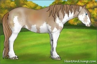 Horse Color:Chestnut Splash 