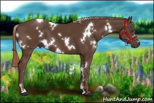 Horse Color:White Spotted Liver Chestnut 