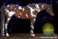 Horse Color:White Spotted Brown 