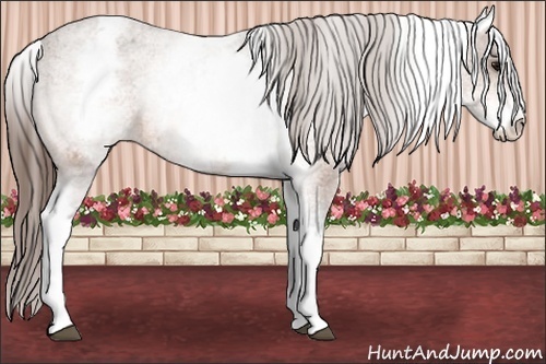 Horse Color:White Spotted Bay Varnish