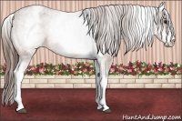 Horse Color:White Spotted Bay Appaloosa