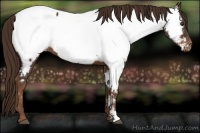 Horse Color:Liver Chestnut Near Fewspot