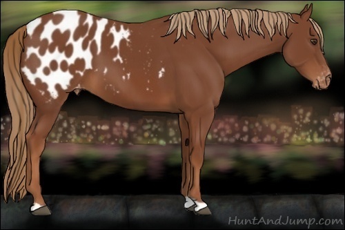 Horse Color:Chestnut Blanket 
