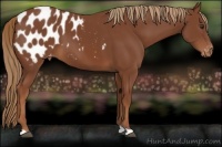 Horse Color:Chestnut Appaloosa