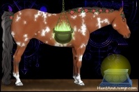 Horse Color:White Spotted Bay 