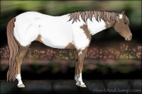 Horse Color:Chocolate Palomino Appaloosa 